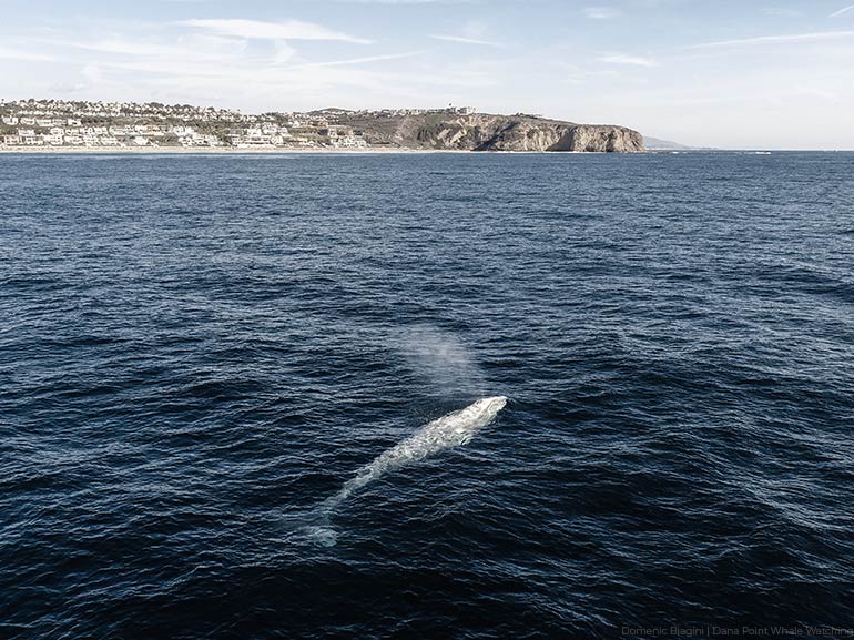 Dana Point Offers Best Whale Watching in the World