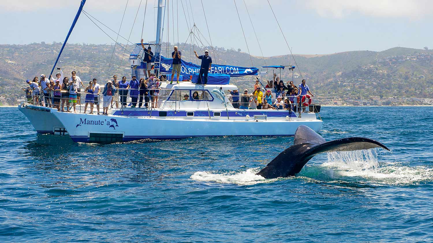 Capt. Dave's Whale Watching Safari - Dana Point Whale Watching